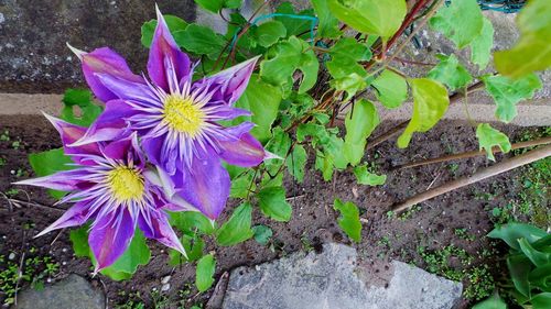 Close-up of purple flowers blooming outdoors