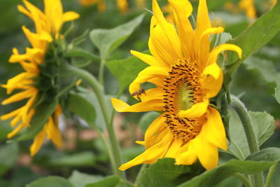 Close-up of honey bee on sunflower