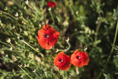 Close-up of red poppy flowers