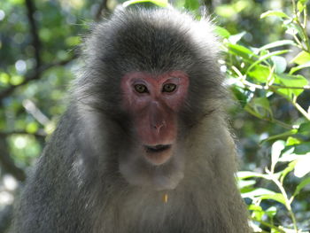 Portrait of monkey on tree