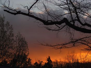 Low angle view of silhouette trees against sky at sunset