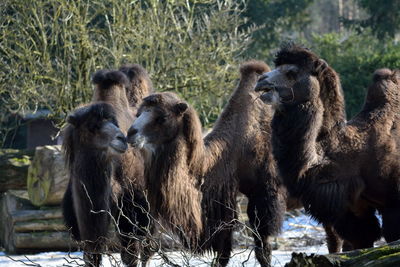 Camels standing on field