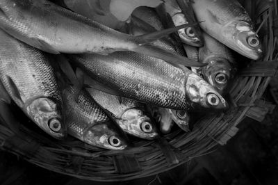 Milkfish in a basket ready for sale. 