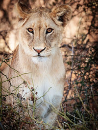 Portrait of cat in forest