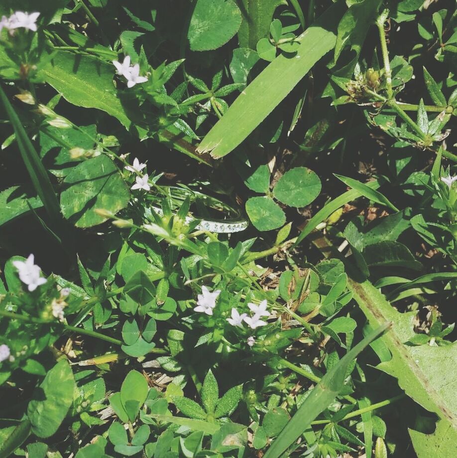 leaf, green color, growth, plant, nature, high angle view, beauty in nature, field, leaves, grass, day, outdoors, tranquility, no people, green, full frame, sunlight, close-up, growing, backgrounds