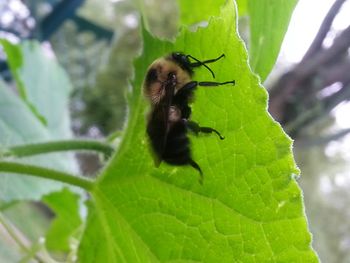 Close-up of insect on leaf