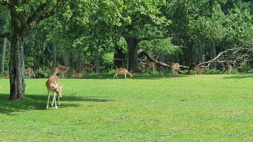 View of deer on field