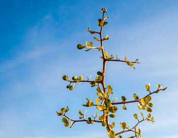 Low angle view of plant against blue sky