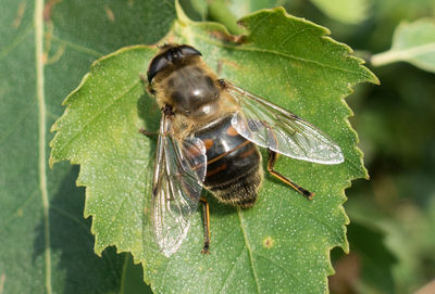 Close-up of insect on leaf