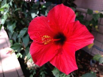 Close-up of red hibiscus flower