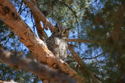 Low angle view of squirrel on tree in forest