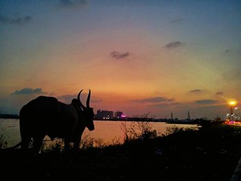 Silhouette horse against sky during sunset