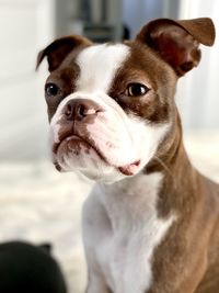 Close-up portrait of dog looking away at home