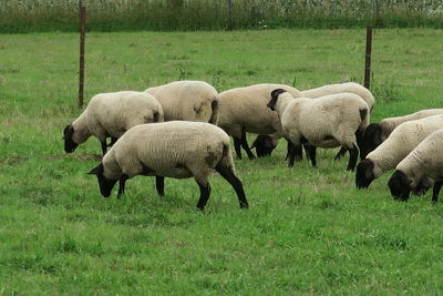 Sheep grazing in a field