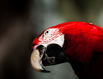 Close-up of parrot