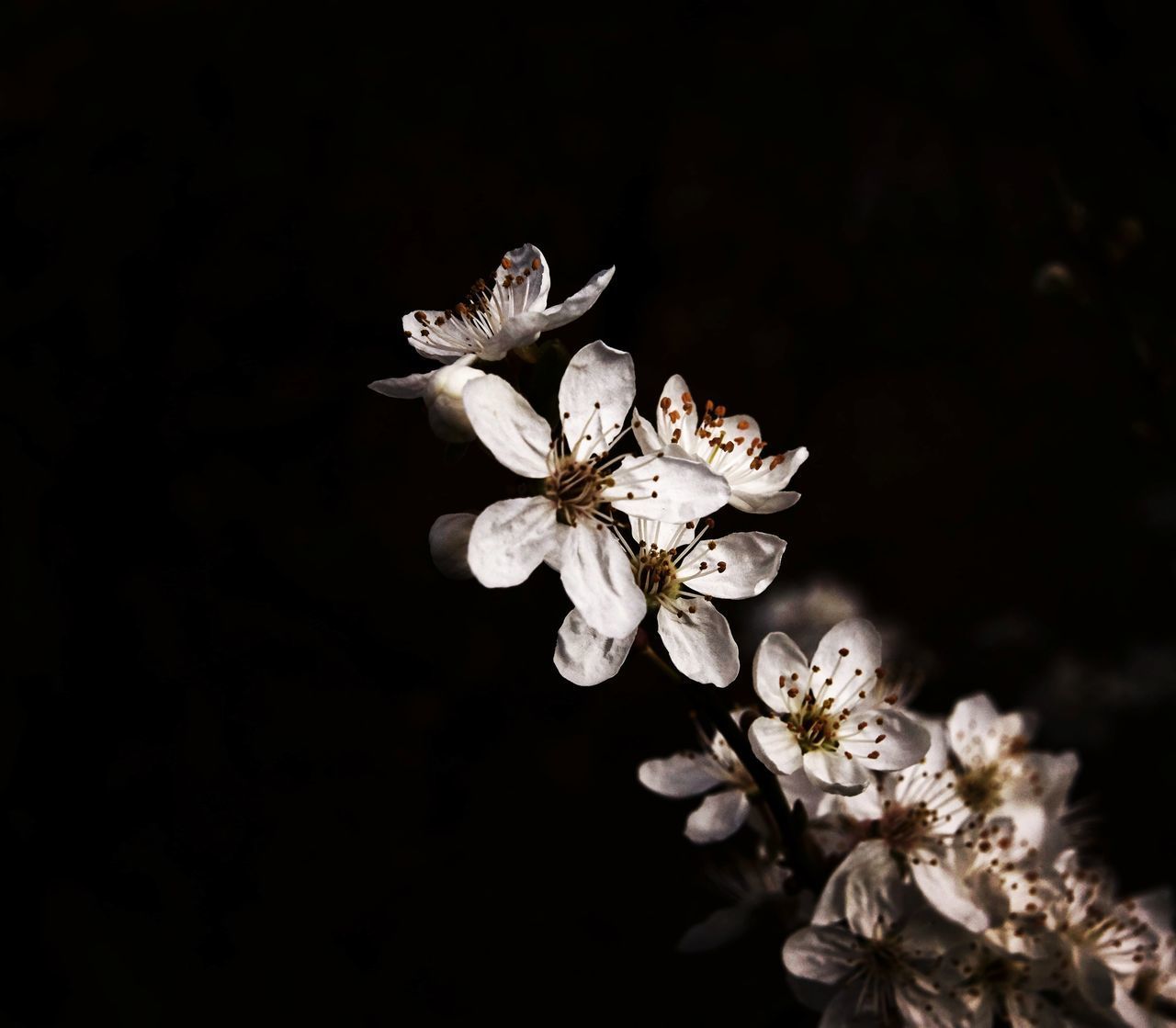 CLOSE-UP OF WHITE CHERRY BLOSSOMS AGAINST BLACK BACKGROUND