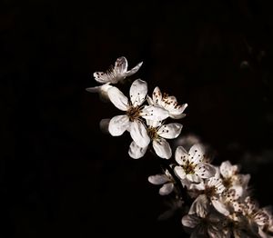 Close-up of white cherry blossom against black background