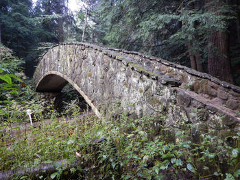 Arch bridge amidst trees in forest