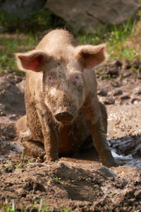 Portrait of an animal on field