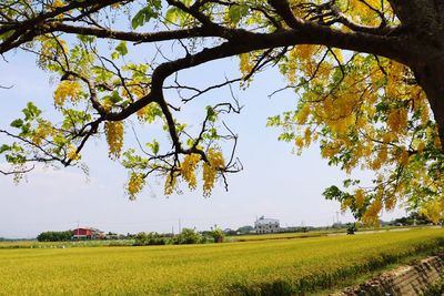 Scenic view of agricultural field against sky