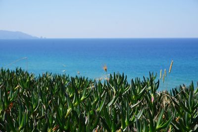 Scenic view of sea against clear sky