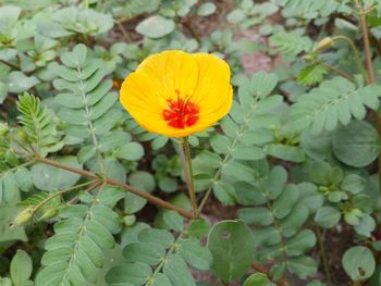 Close-up of yellow flower