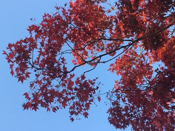 Low angle view of autumnal trees against clear blue sky