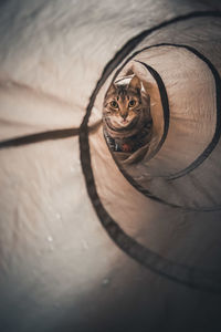 High angle view of cat on floor