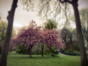 Pink flowers in park