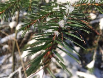 Close up of plant