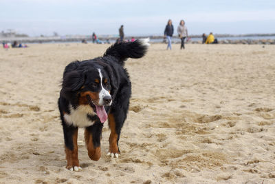 Dog on beach