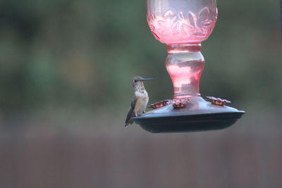 Close-up of bird flying