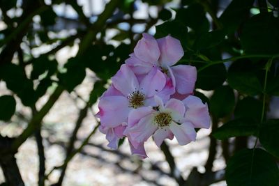 Close-up of pink flowers