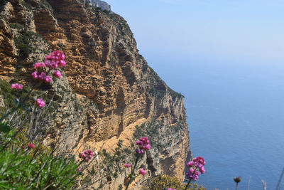 Flowers growing on rock against sky