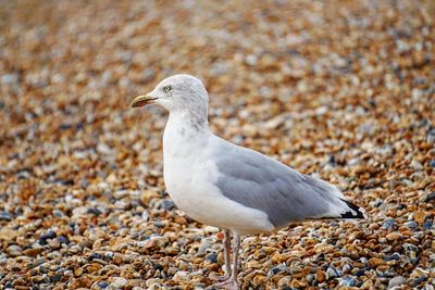 Side view close-up of seagull looking away