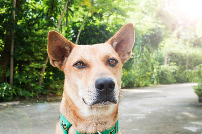 Close-up portrait of dog