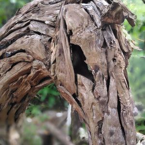 Close-up of tree trunk