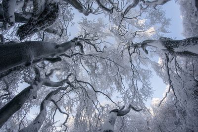 Low angle view of bare trees