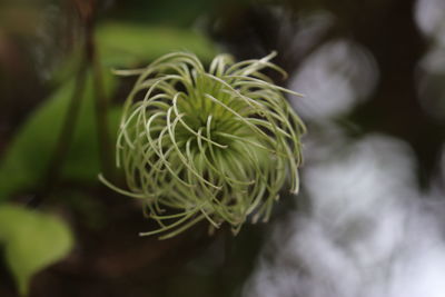 Close-up of white flowering plant