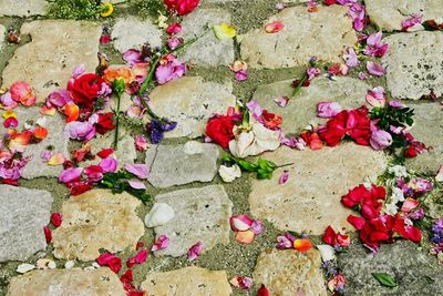 High angle view of pink flowers