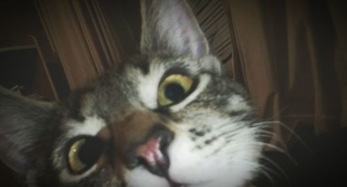 Close-up portrait of cat relaxing at home