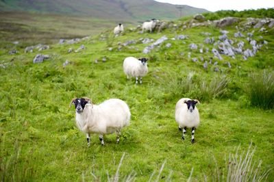 Sheep on grassland
