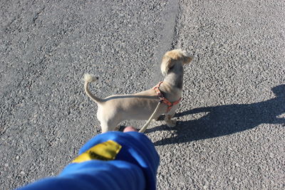 High angle view of woman with dog on floor