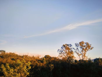 Low angle view of trees on field against sky