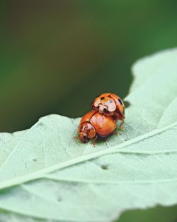 Close-up of ladybug on leaf