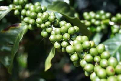 Close-up of berries growing on plant