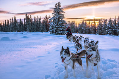 Dogs pulling sled on snow covered field against sky during sunset
