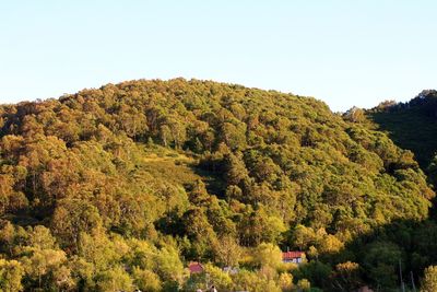 Trees in forest against clear sky