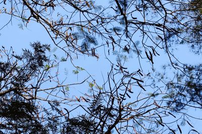 Low angle view of bare tree against blue sky