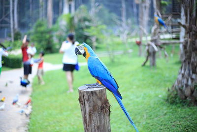 Bird perching on wooden post